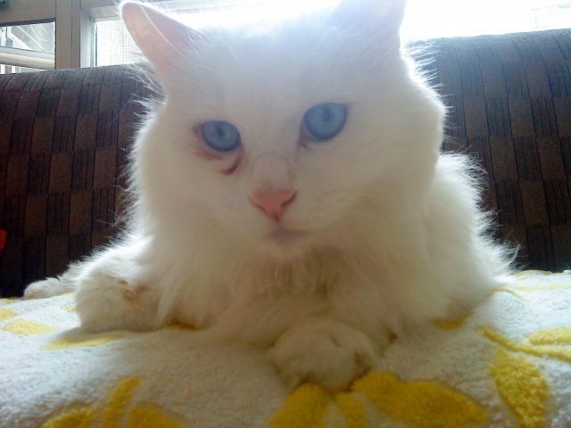 milky