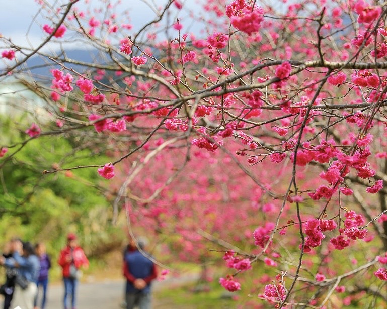 時間: 2024-02-27 06:00 AM 檔名: 圖四： 三星鄉的櫻花公園已盛開，成林的櫻花美不勝收，是春遊泡湯 大小: 220.78 KB 尺寸: 769x615px
